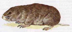 A zokor