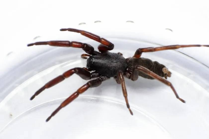 The Ultimate White-Tail Spider Guide for Kiwis