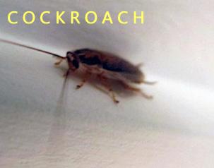 cockroach