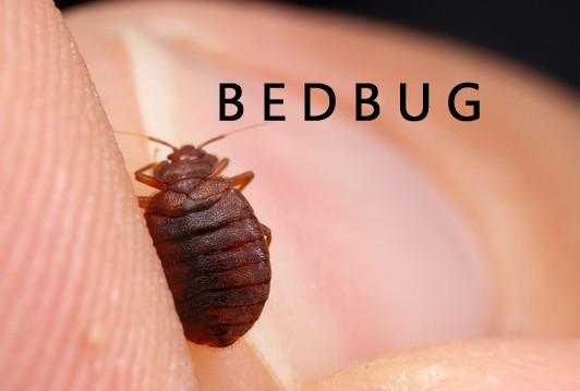 bedbug