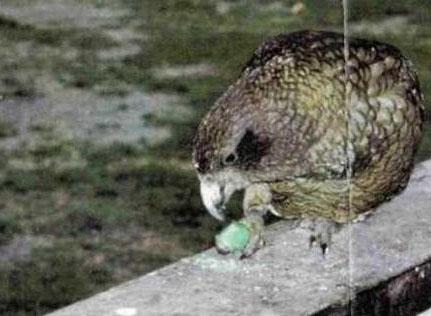 kea eating 1080 bait 