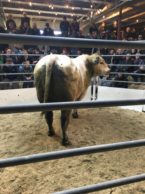 UPTAKE's week of Bull