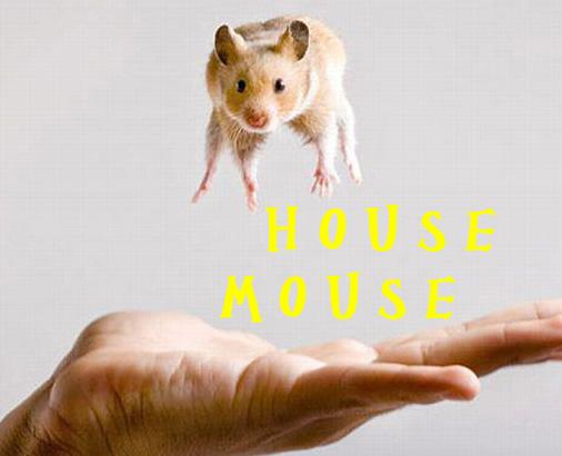 house mouse