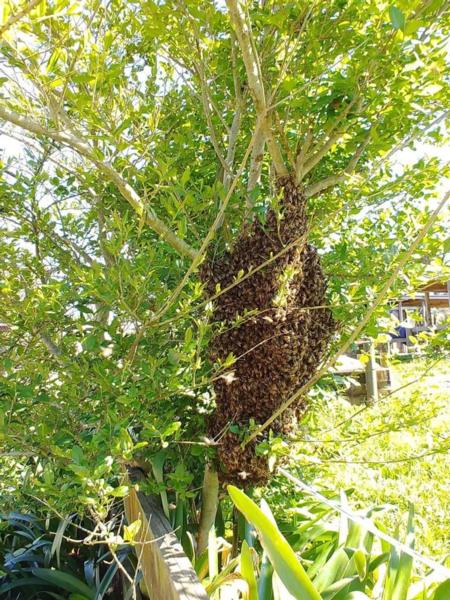 Bee Swarm on branch