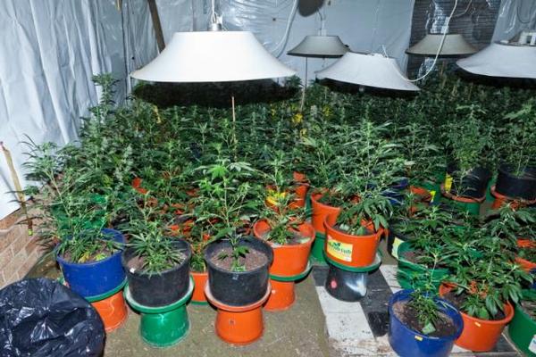304 cannabis plants (growing hydroponically) 