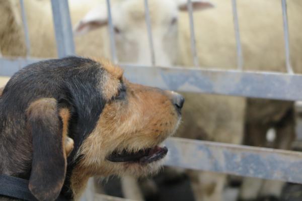 Huntaway waiting patiently for it all to kick off at the Eukanuba Shepherds' Shemozzle