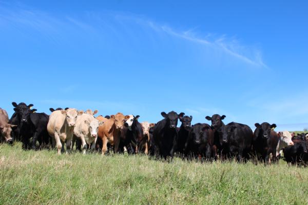 The future of farming is all about providing a natural healthy product according to John Davis of UPTAKE, based in Taupo and change is on the horizon.