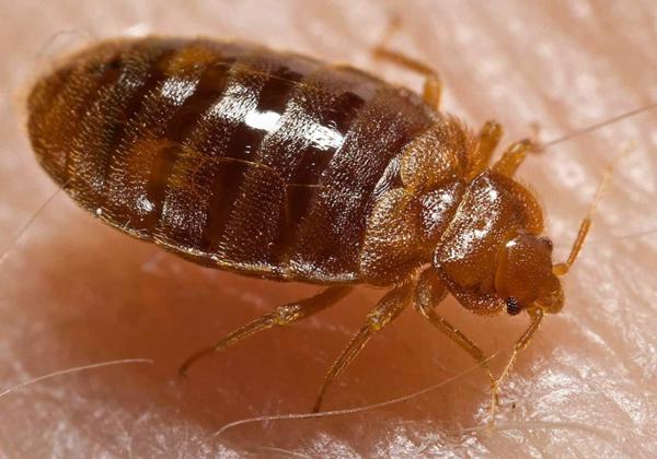 Close up of a common Bed Bug