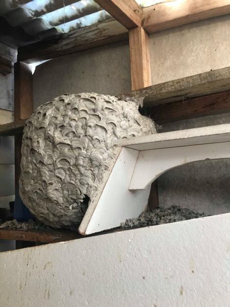 German wasp nest