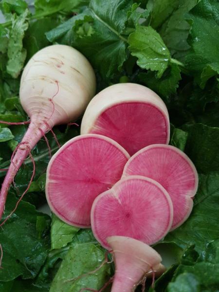 Southern Fresh Foods Introduces the Large Watermelon Radish