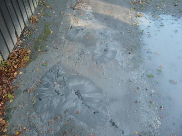 'Liquefaction' (a phenomenon where saturated, loose soil temporarily loses strength and behaves like a liquid during an earthquake) our driveway, included in this mess, our neighbours sewerage, Avonside 2011