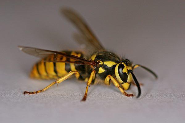 german wasp