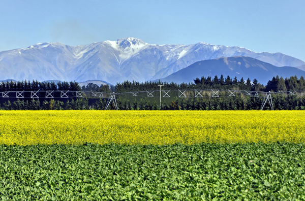 Plenty of birdies and even the occasional eagle around this prime Canterbury farm land