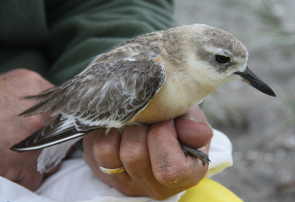 New Zealand's rare and protected dotterel, whose favourite haunt is a sandy beach, is being especially watched and cared for while there is a risk to its habitat.