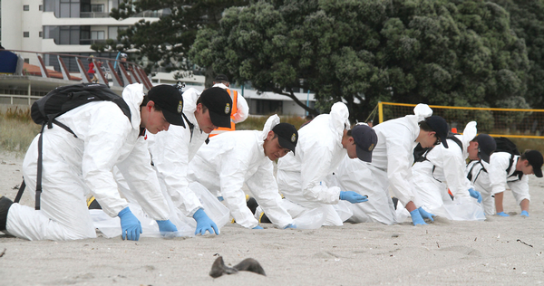 Defence Force members comb Mount Maunganui beach for oil.