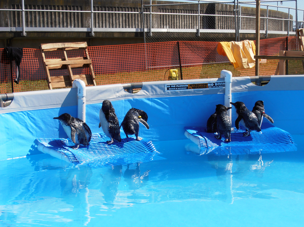 Little Blue Penguins preening themeselves and enjoying the sun after a swim in their pool.