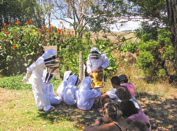 The kids love eating the beeswax straight out of our hive and love to watch the bees.