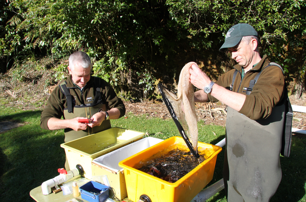 One year old fish are tagged at Fish & Game's hatchery in preparation for their release.  