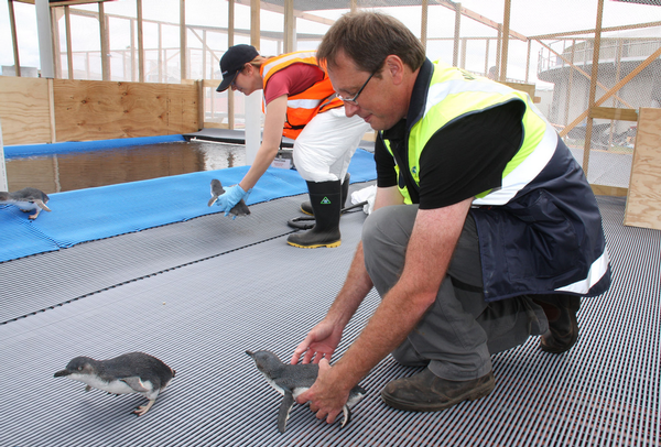 Penguins are released into the new enclosure at the Wildlife Recovery Centre.