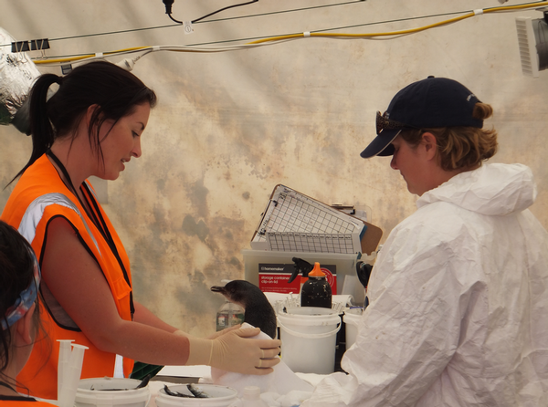 A little blue penguin goes through the treatment programme at the Oiled Response Wildlife Centre.