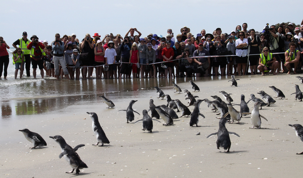 The first batch of cleaned penguins are released back into the wild at Mt Maunganui.
