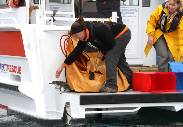 Carlijn Bouwman points a peguin in the right direction during a release at Motiti Island.