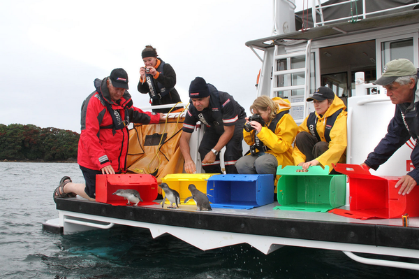 Little blue penguin release at Motiti Island.