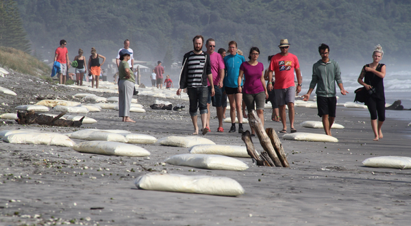 Bags of milk powder off Rena are left strewn across Waihi beach after washing up today.