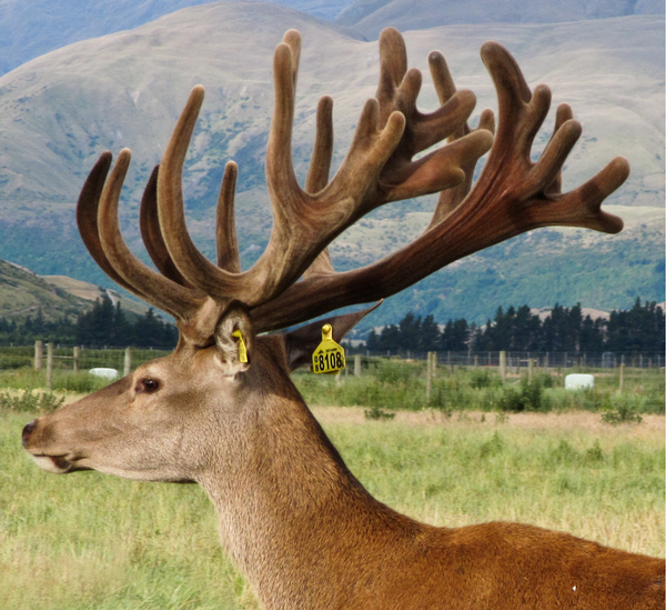 Remarkables Park Stud stag number 8108.