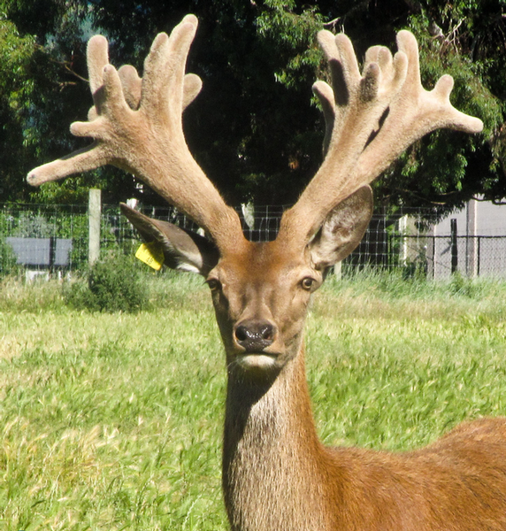 Remarkables Park Stud spiker number 48.