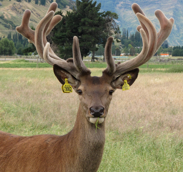 Remarkables Park Stud stag number 9062.