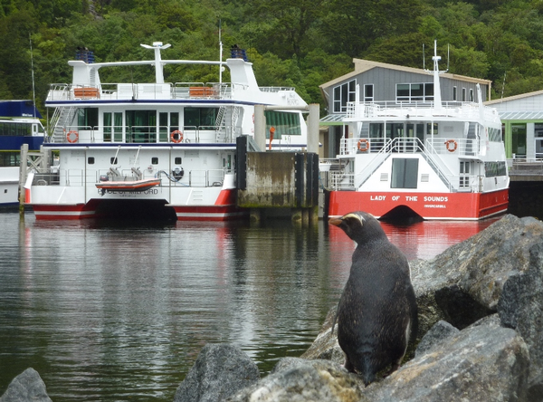 The Fiordland Crested Penguin (Tawaki) checks out the Milford Sound Wharf on a gorgeous day in the fiord.