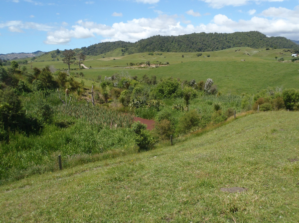 Faecal contamination in the Nukuhou Stream is being reduced as the stream and its tributaries are progressively protected from stock. 