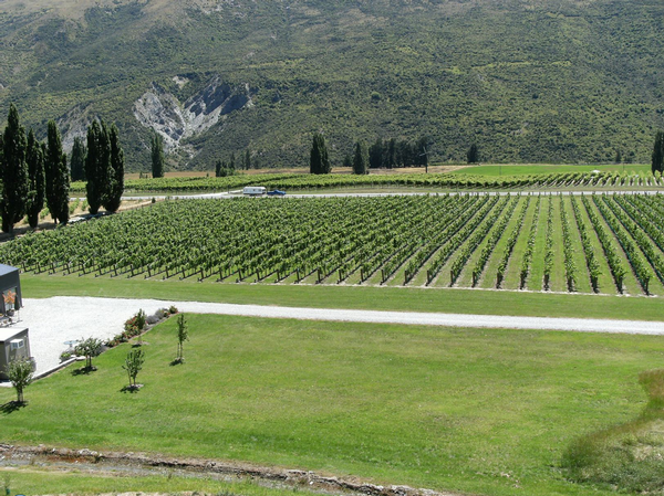 Central Otago's Hawkshead Winery showing the Lark Block of grapes.