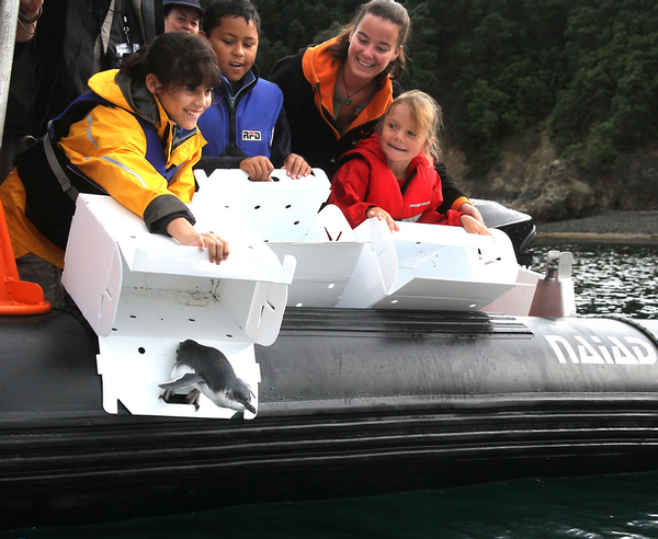 The last major release of penguins out at Motiti Island happened today. Catarina Cruz (left) age 11 of Tauranga, Marco Cruz, age 10 of Tauranga, Carlijn Bouwman from the wildlife centre, and Zeta Schuler, age 7 from Waihi at Motiti Island.