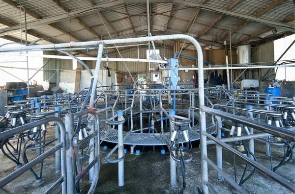 Milking shed