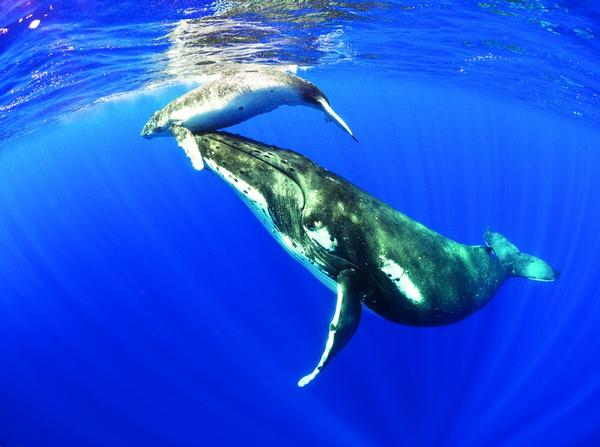 Mazdak Radjainia's winning image captured a moment of intimacy as 30-tonne leviathan whale tenderly lifted her calf to the surface.