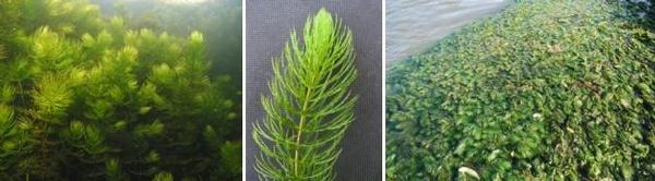 Hornwort, also known as coontail, is highly invasive.
