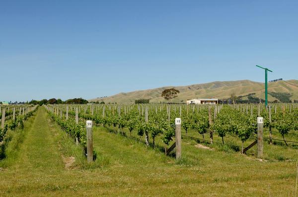 Vineyard on Ben Morven Road