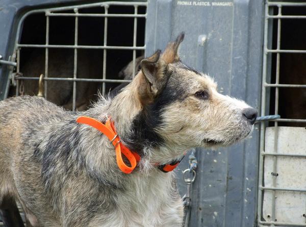 Dog with an electric collar ready for training.