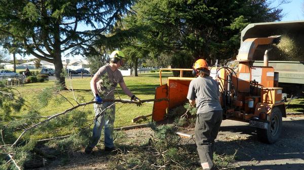  James Fulford from Karamu High School gains work experience as an arborist.