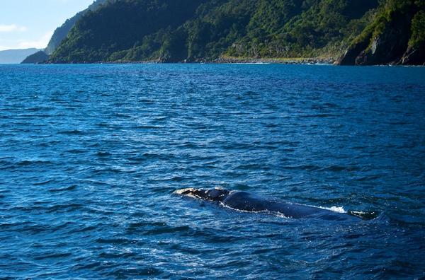 The Southern Right Whale leaving Milford Sound and heading north past Dale Point out into the Tasman Sea.