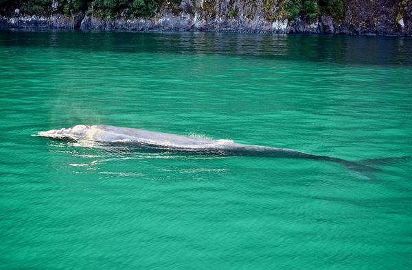 The Southern Right Whale in Milford Sound 