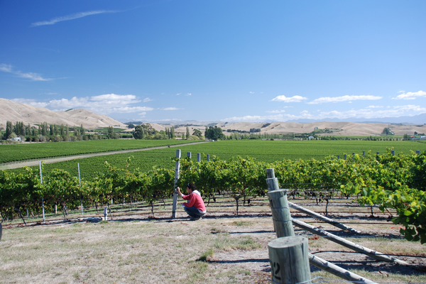 French wine researcher Dr Herve Quenol checking Marlborough pinot noir grapes at harvest time.