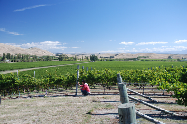 French wine researcher Dr Herve Quenol  checking Marlborough pinot noir grapes at harvest time.