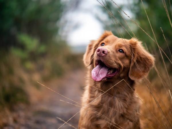 Keep your dog happy and healthy with these mental stimulation techniques from Hamilton's top boarding kennels and cattery Longtail Pet Motel.