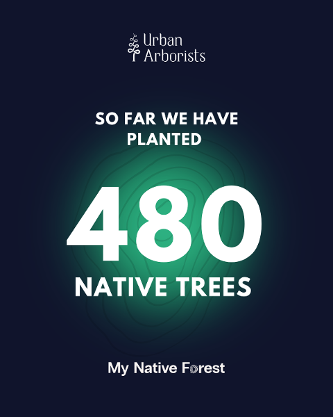 480 Native trees planted so far