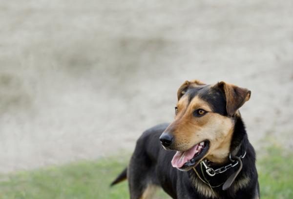 The Eukanuba Shepherds' Shemozzle - celebrating the Huntaway working dog, a Kiwi innovation