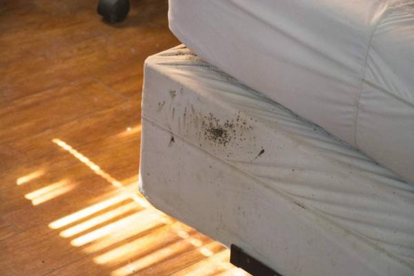 Bed showing signs of bed bugs