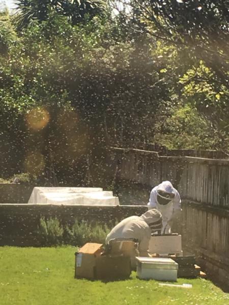 Bee Swarm Kumeu